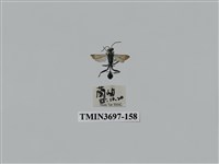 藏品(膜翅目(蜂))的圖片